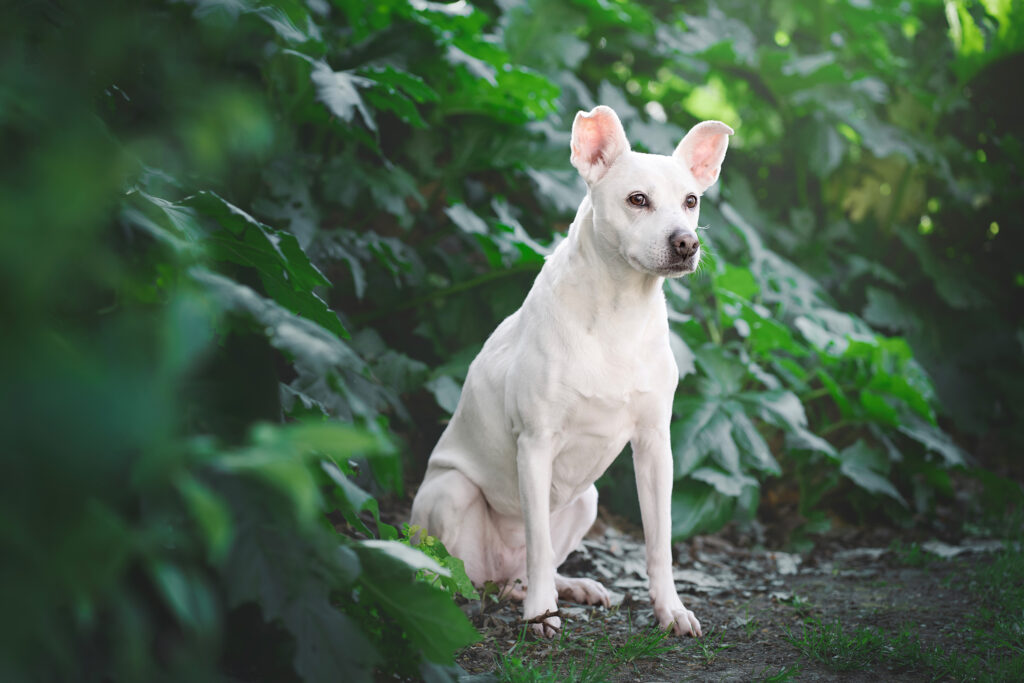 Perro blanco sentado en un jardín verde.