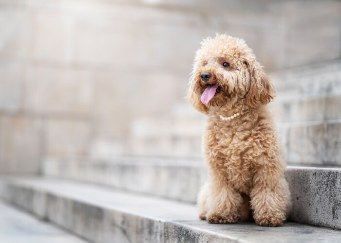Perro de pelo rizado sentado en unas escaleras de piedra