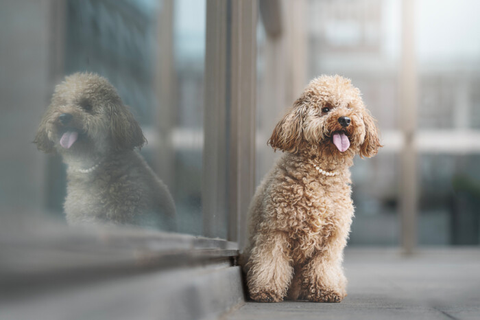 Perro de pelo rizado junto a su reflejo en un escaparate