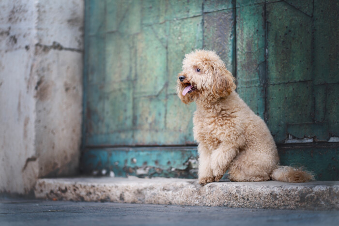 Perro de pelo rizado sentado ante una puerta verde envejecida