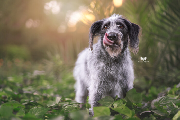 Perro de pelo gris de pie entre vegetación iluminada