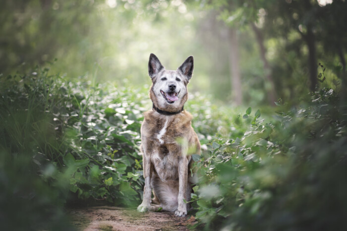 Perro de orejas erguidas sentado en un sendero entre vegetación