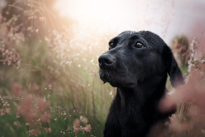 Primer plano de un perro negro entre flores rosadas