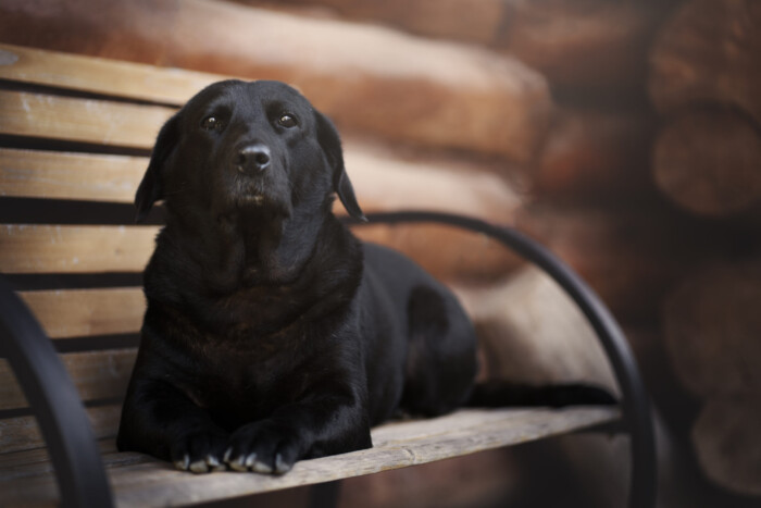 Perro negro tumbado en un banco de madera al aire libre
