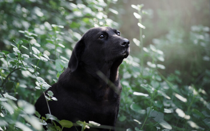 Retrato lateral de un perro negro entre hojas verdes