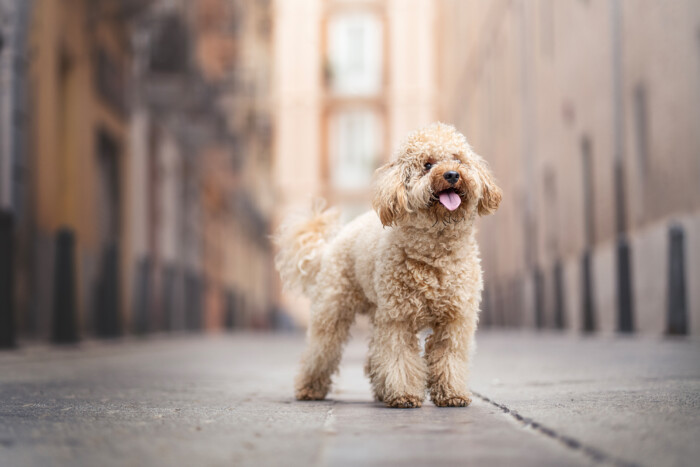 Perro de pelo rizado de pie en una calle estrecha