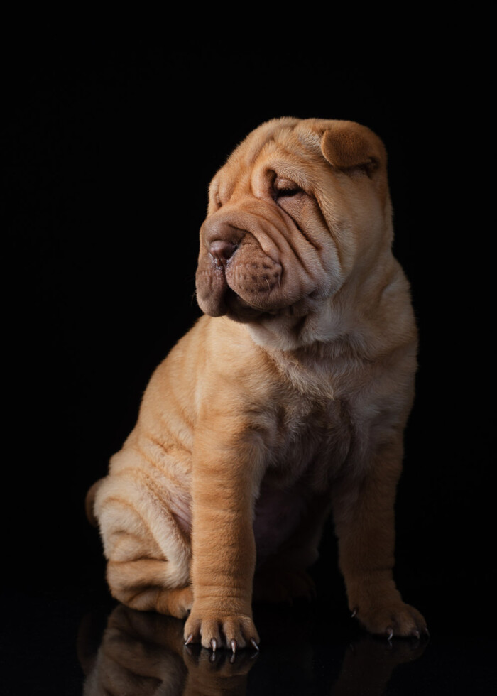 Perro de piel arrugada sentado sobre fondo negro