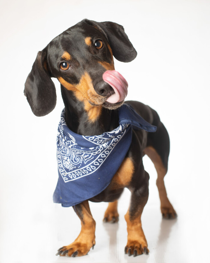 Perro de pelo negro y canela con pañuelo azul