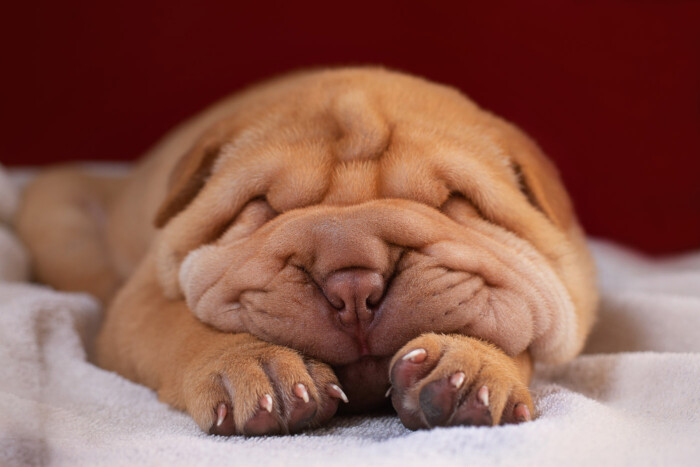 Perro dormido con la cabeza apoyada sobre sus patas