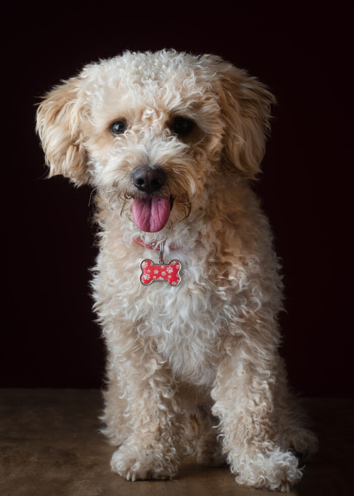Perro claro de pelo rizado con pajarita roja