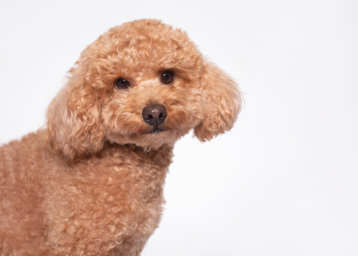 Primer plano de un perro de pelo rizado sobre fondo blanco