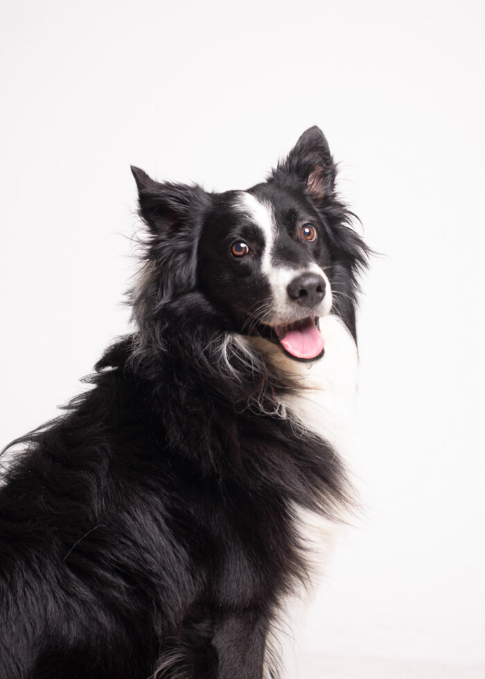 Retrato de un perro blanco y negro sobre fondo blanco