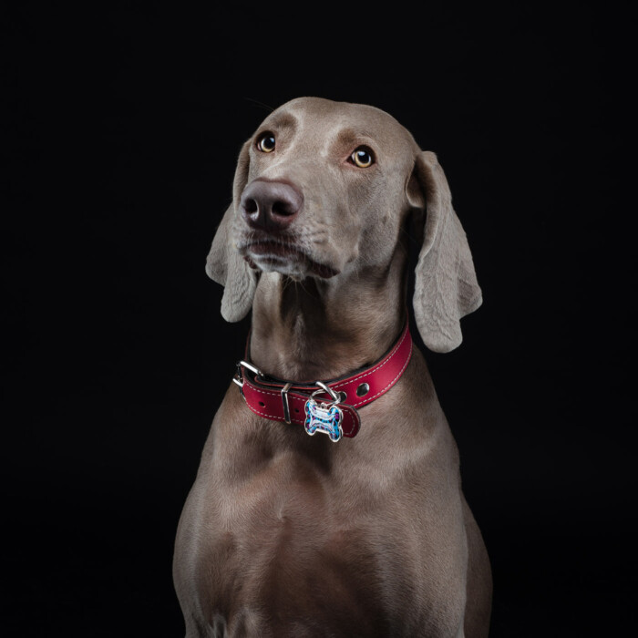 Retrato de un perro gris con collar rosa sobre fondo negro