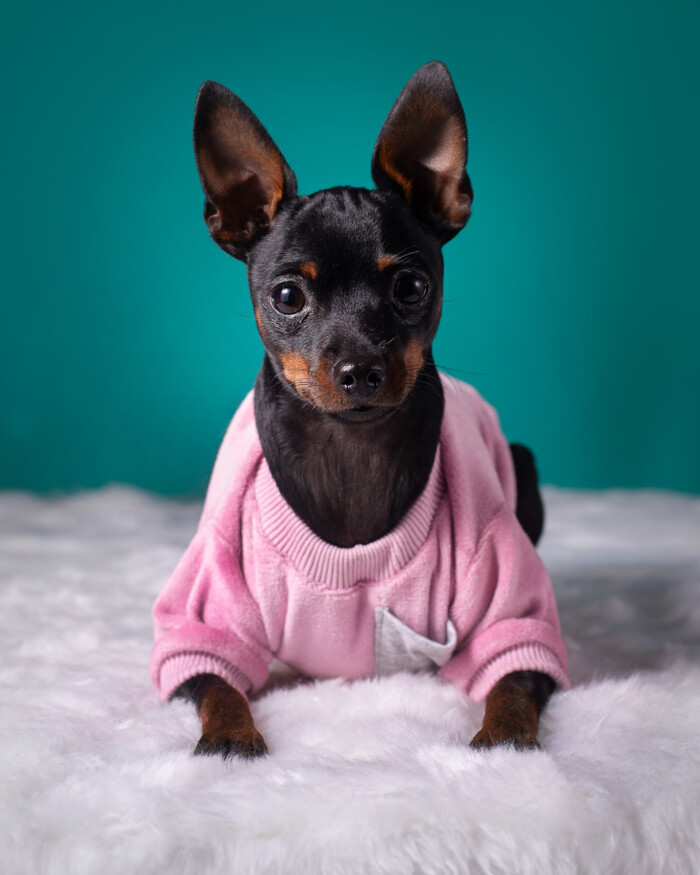 Perro pequeño de orejas grandes con jersey rosa