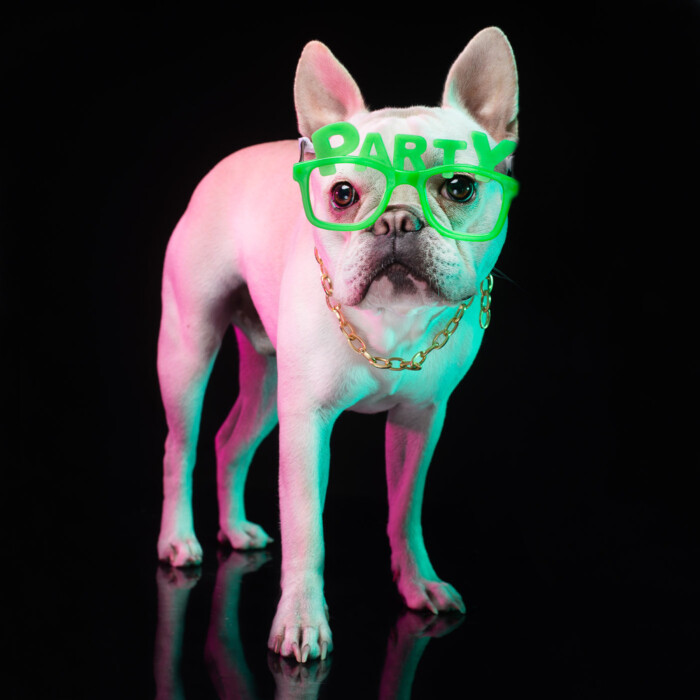 Perro pequeño con gafas verdes iluminado con luces de colores