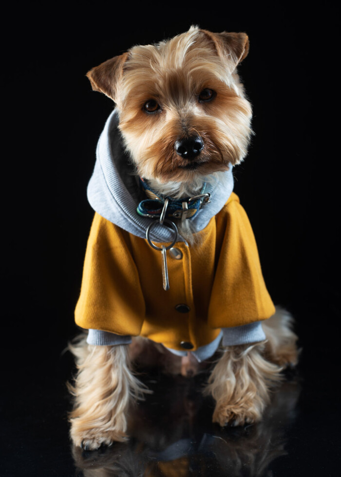 Perro pequeño con sudadera amarilla sobre fondo negro