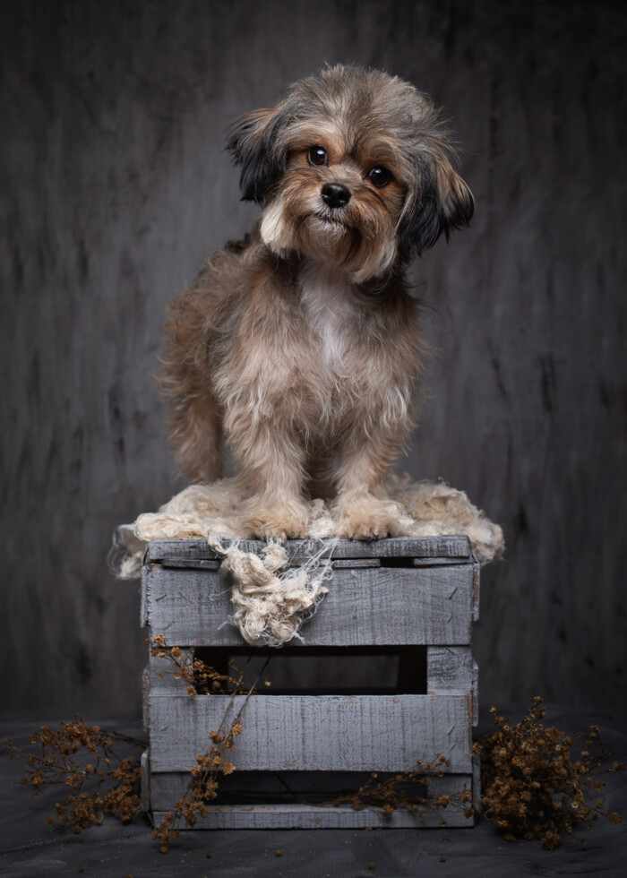 Perro pequeño sentado sobre una caja en un retrato de estudio