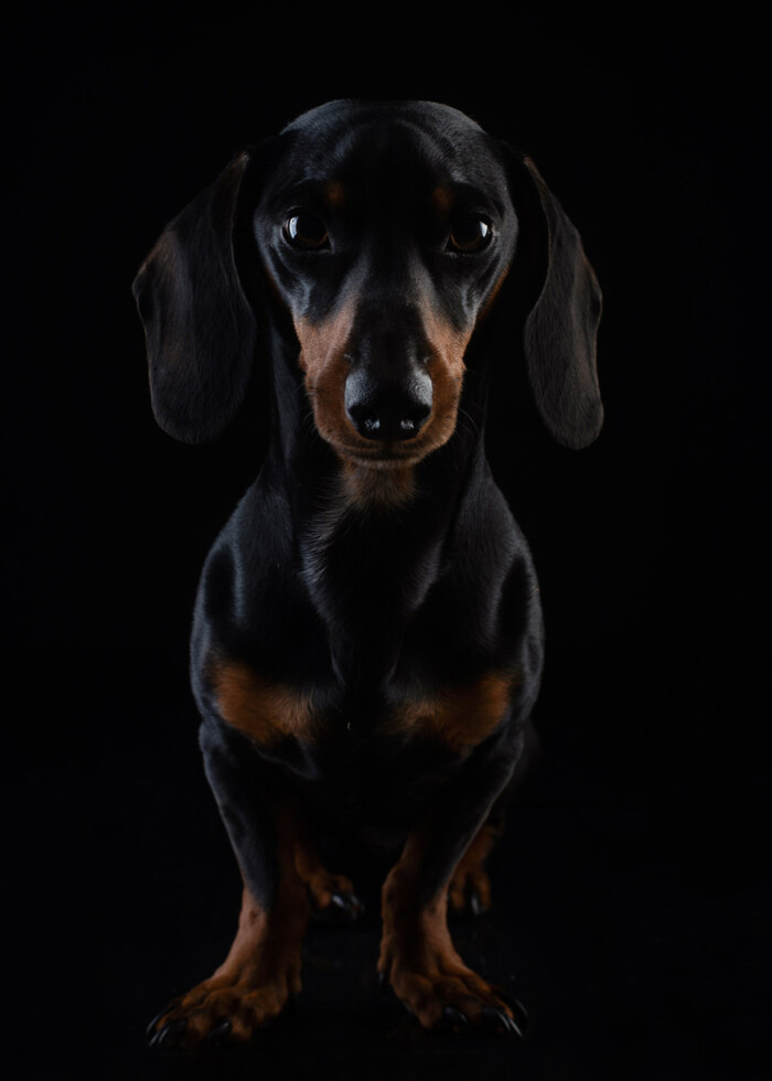 Retrato de un perro de pelo negro y canela sobre fondo negro