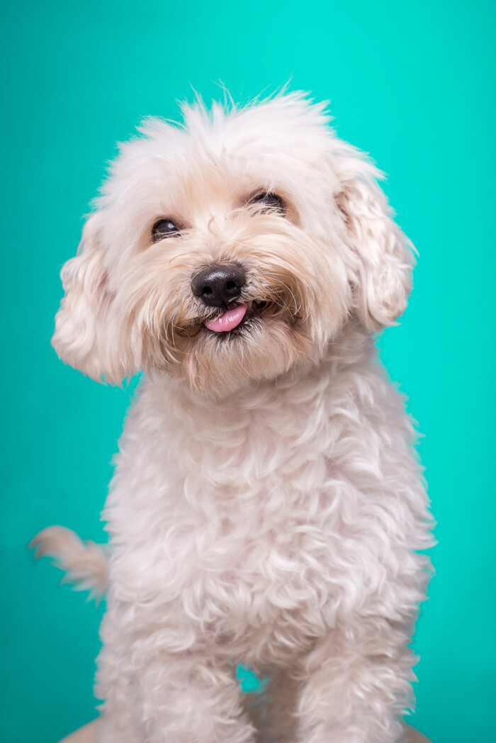 Perro blanco de pelo rizado ante un fondo turquesa