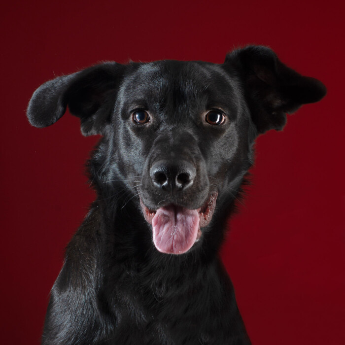 Primer plano de un perro negro con fondo rojo