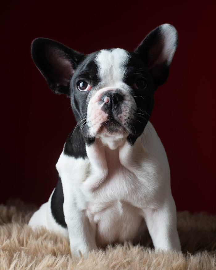 Perro blanco y negro recostado frente a un fondo rojo