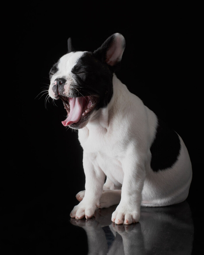 Perro blanco y negro bostezando sobre fondo negro