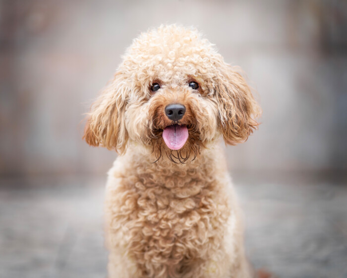 Primer plano de un perro rizado con fondo urbano desenfocado