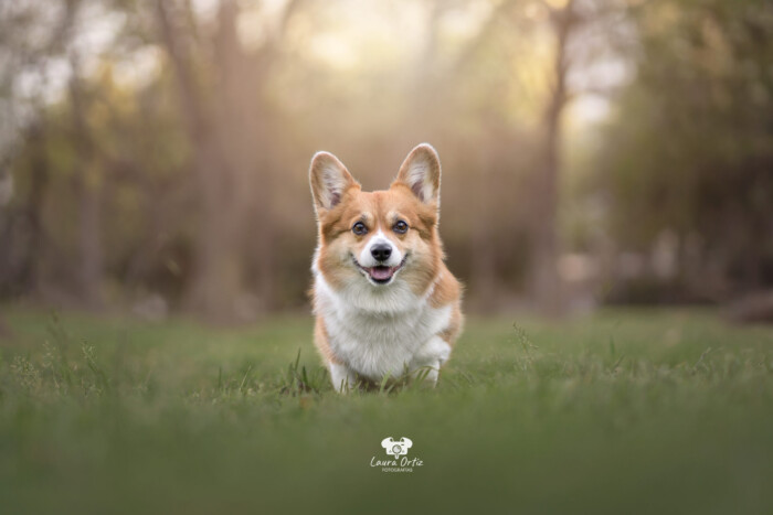 Perro pequeño de orejas erguidas corriendo por un prado