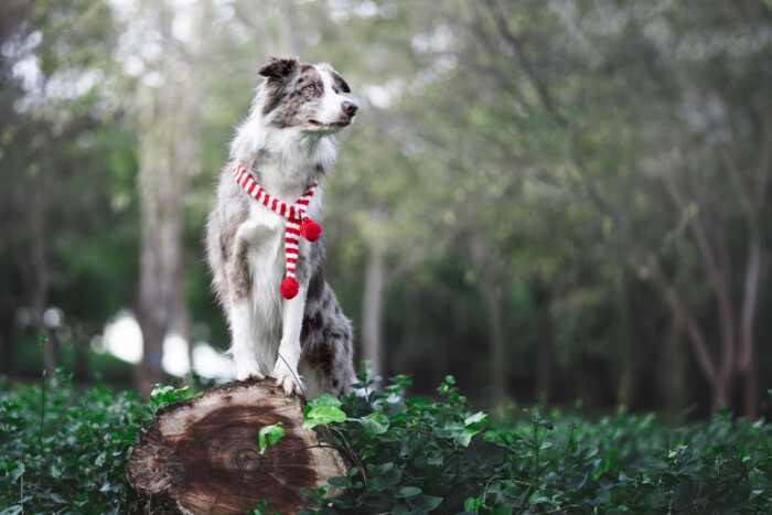 Perro blanco y negro sentado sobre un tronco en el bosque